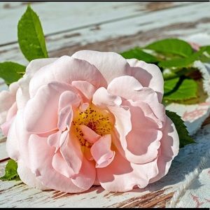 Meet your Posher, Anna